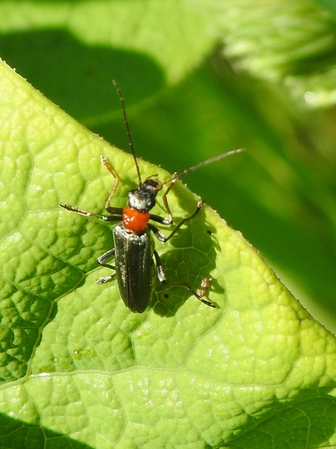 Oedemera croceicollis - pirostorú álcincér
