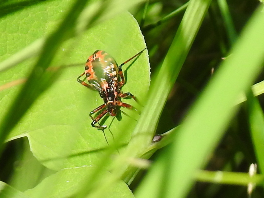 Rhynocoris iracundus - közönséges gyilkospoloska