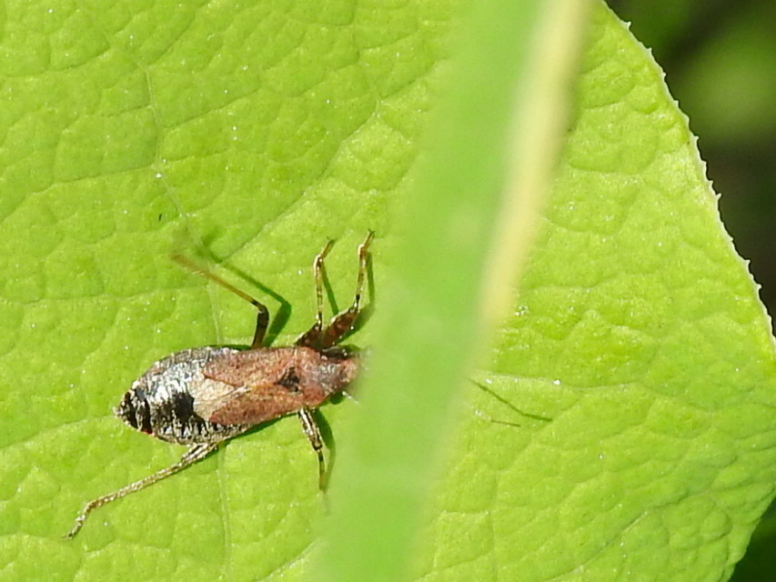 Himacerus