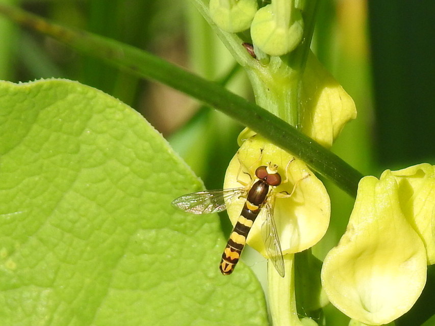 Sphaerophoria