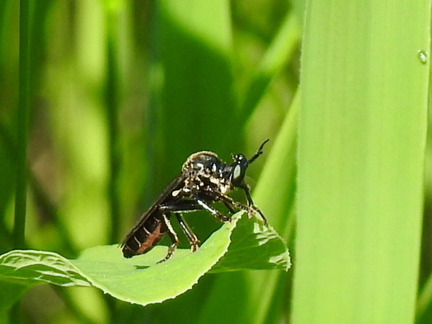 Dioctria atricapilla