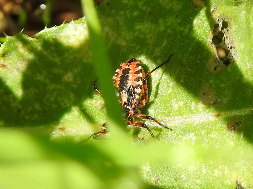 Rhynocoris iracundus - közönséges gyilkospoloska
