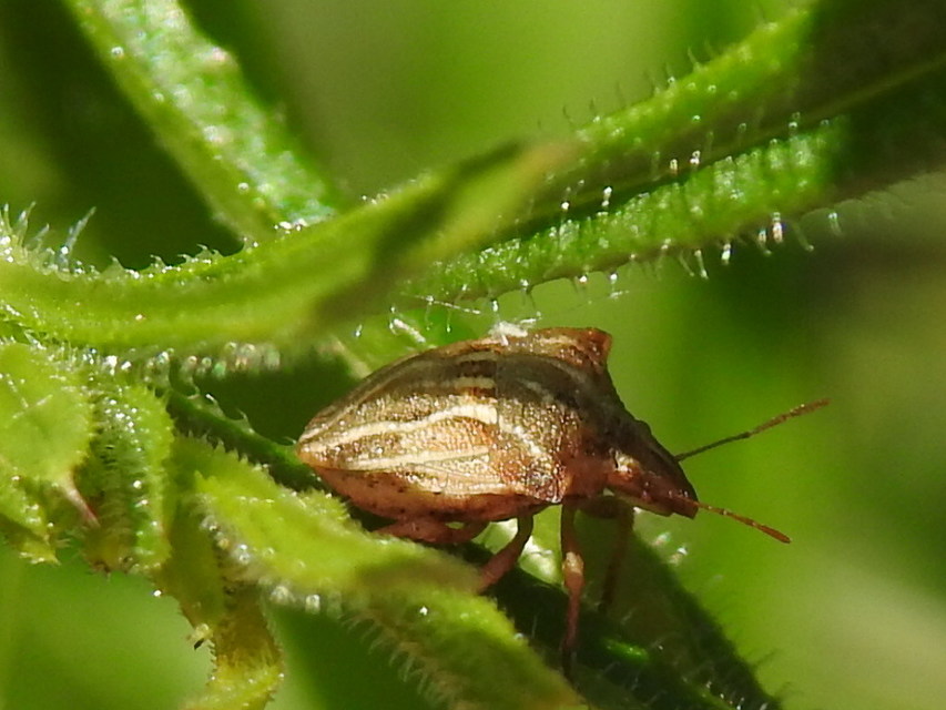 Ancyrosoma leucogrammes - vállas poloska