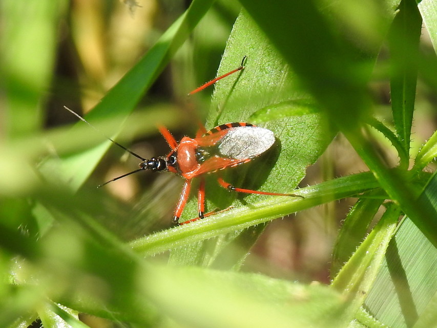 Rhynocoris iracundus - közönséges gyilkospoloska