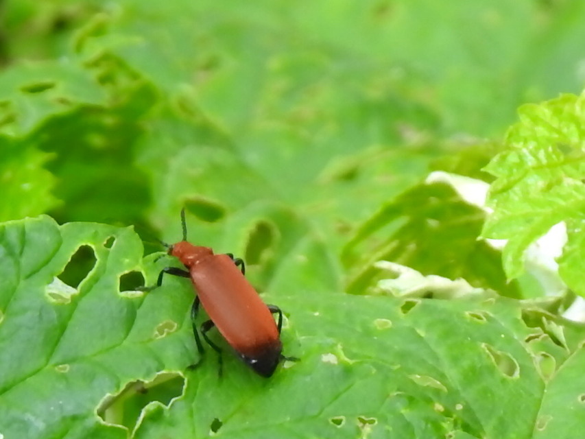 Pyrochroa serraticornis - közép-bíborbogár