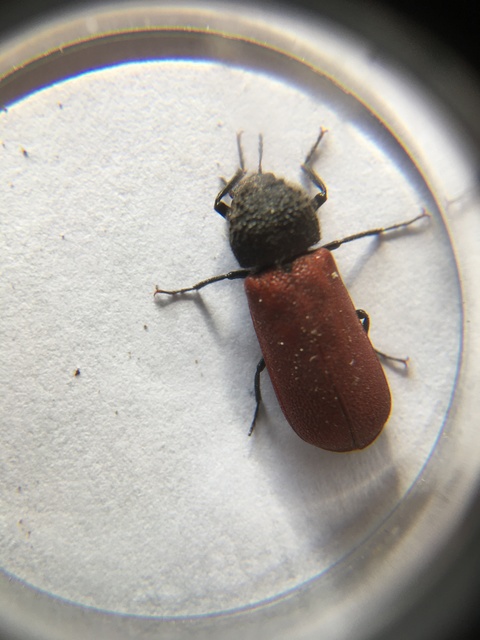 Bostrichus capucinus - piros csuklyásszú