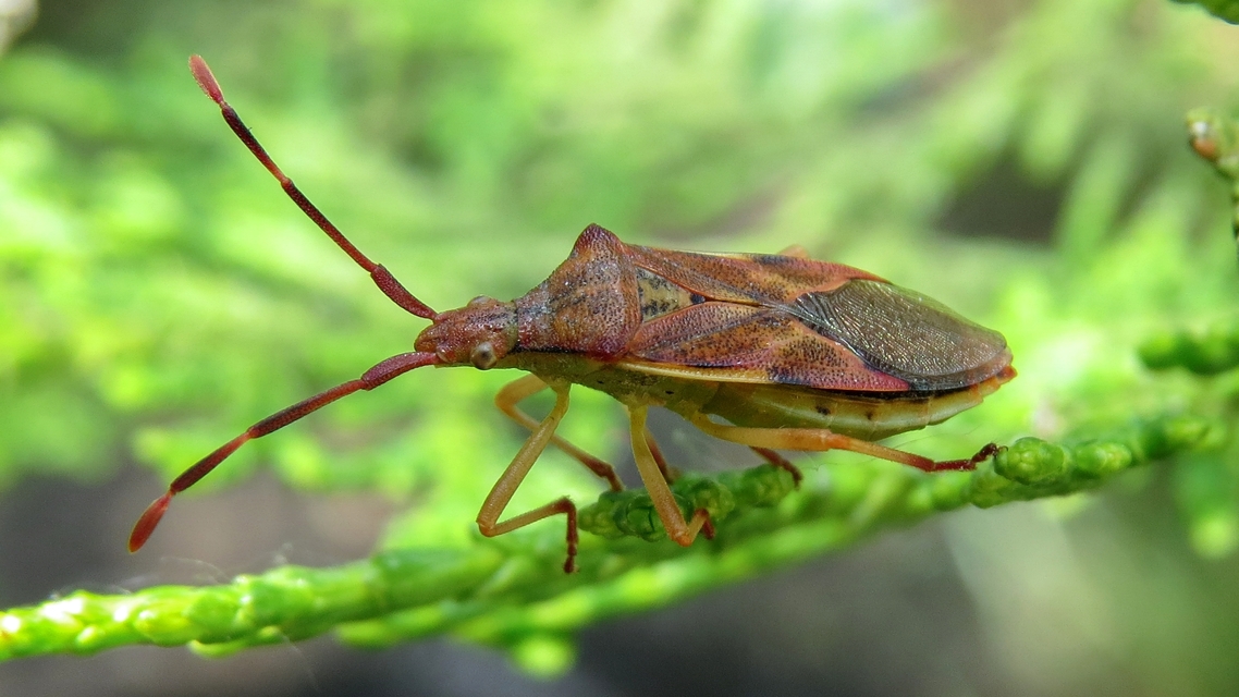 Gonocerus juniperi - boróka-karimáspoloska