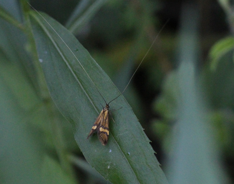 Nemophora degeerella - pompás tőrösmoly