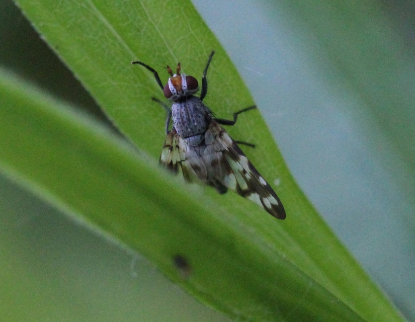 Otites centralis/guttata