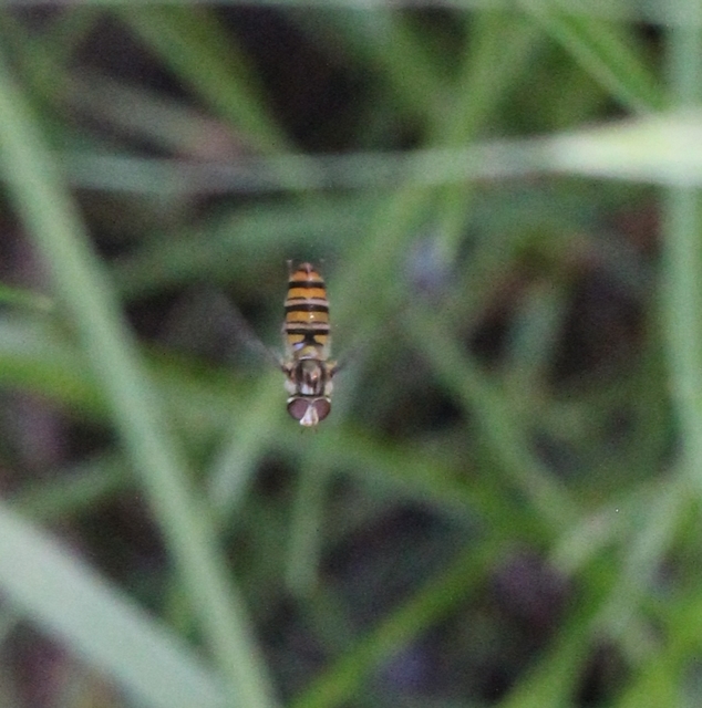 Episyrphus balteatus - ékfoltos zengőlégy Episyrphus balteatus - ékfoltos zengőlégy
