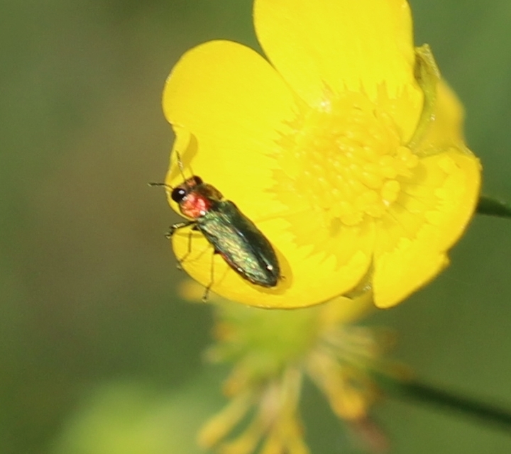 Anthaxia signaticollis - keleti virágdíszbogár