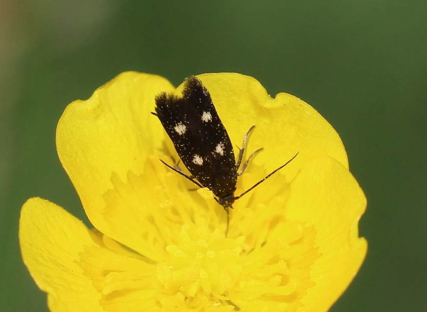 Parascythris muelleri - kétpettyes zöldmoly