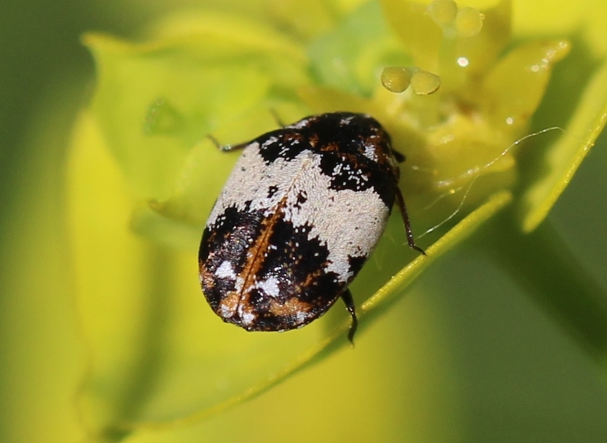 Anthrenus querneri