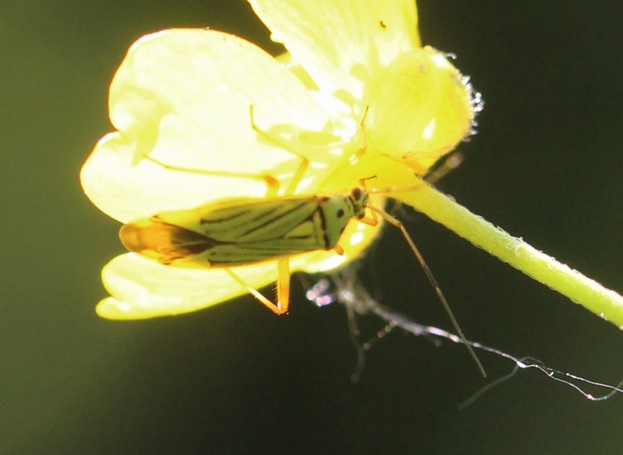 Mermitelocerus schmidtii