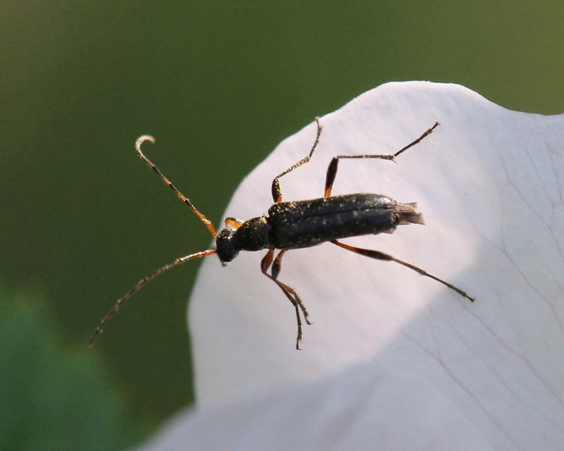 Grammoptera ruficornis - gyűrűscsápú galagonyacincér Grammoptera ruficornis - gyűrűscsápú galagonyacincér