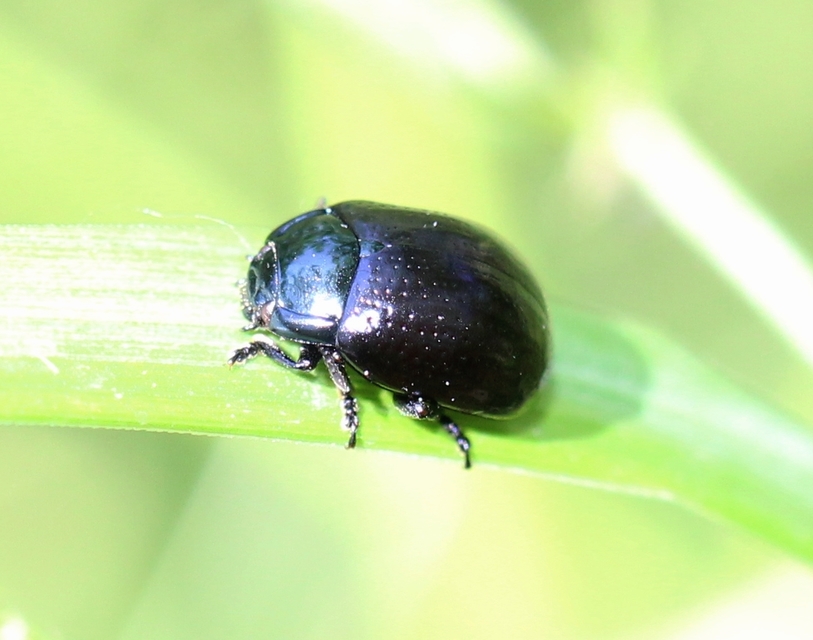 Chrysolina oricalcia - bronzos levélbogár