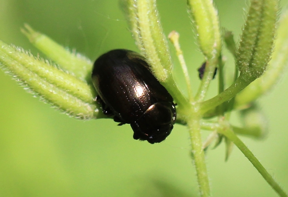 Chrysolina chalcites - homoki levelész Chrysolina chalcites - homoki levelész