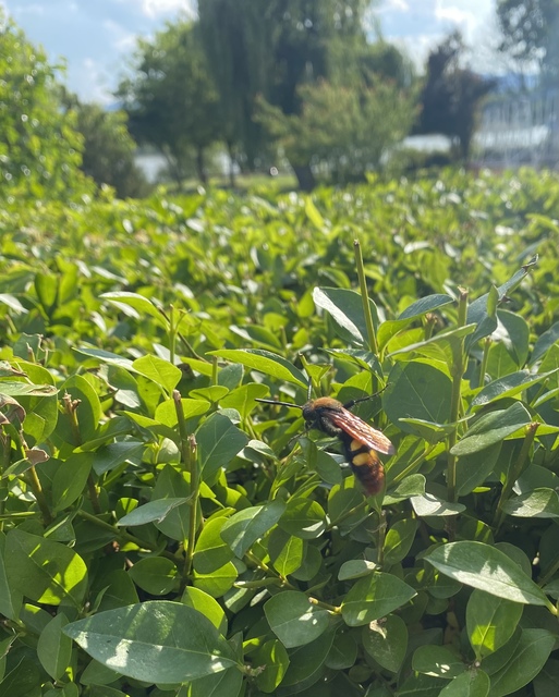 Megascolia maculata - óriás-tőrösdarázs