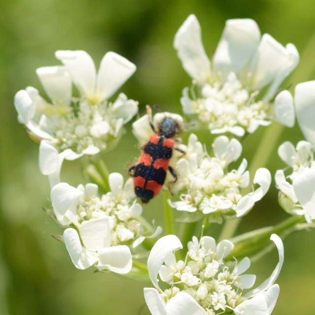 Trichodes favarius - hatfoltos méhészbogár