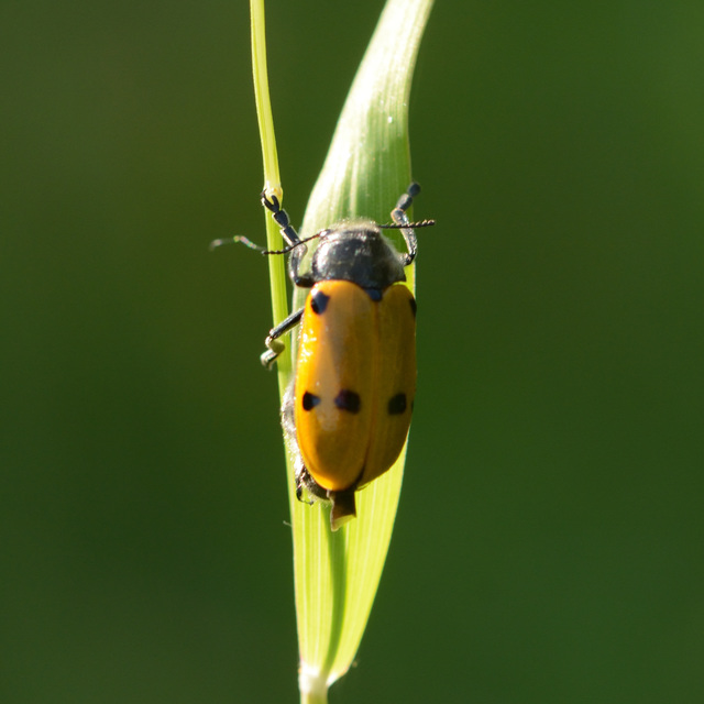 Lachnaia sexpunctata - szőrösnyakú zsákhordóbogár