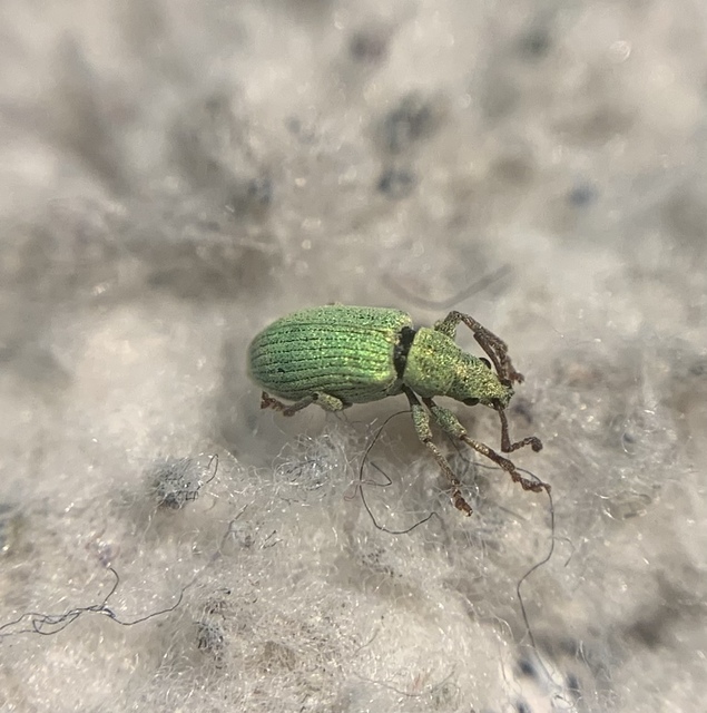 Phyllobius virideaeris - halványzöld levélormányos