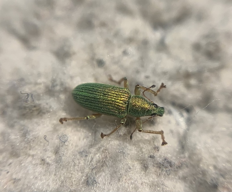 Polydrusus formosus - selymes lombormányos