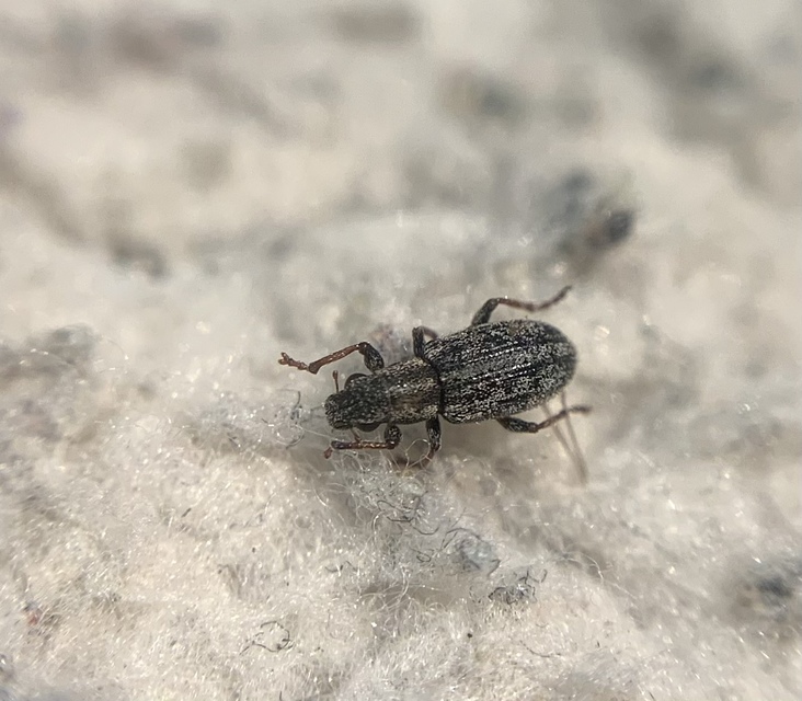 Sitona macularius - borsó-csipkézőbogár