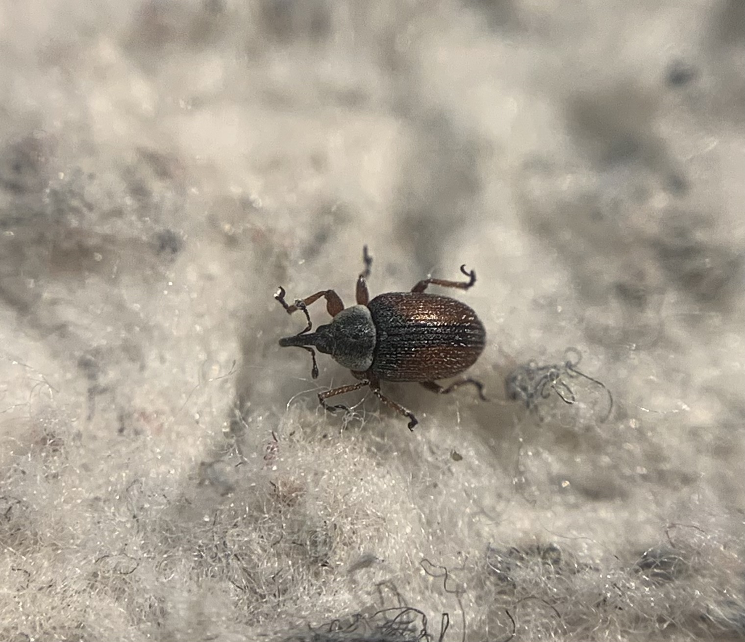 Gymnetron veronicae - mocsári veronikaormányos