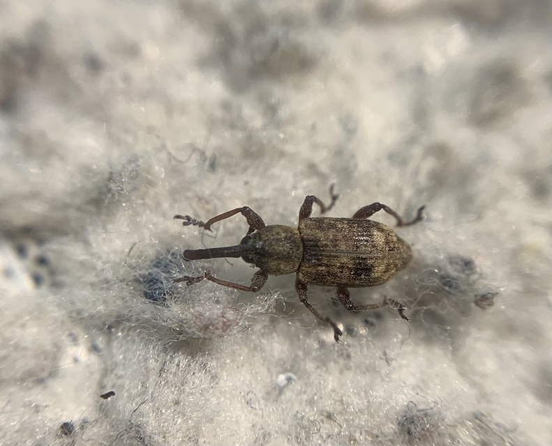 Thryogenes scirrhosus - karcsú békabuzogány-ormányos