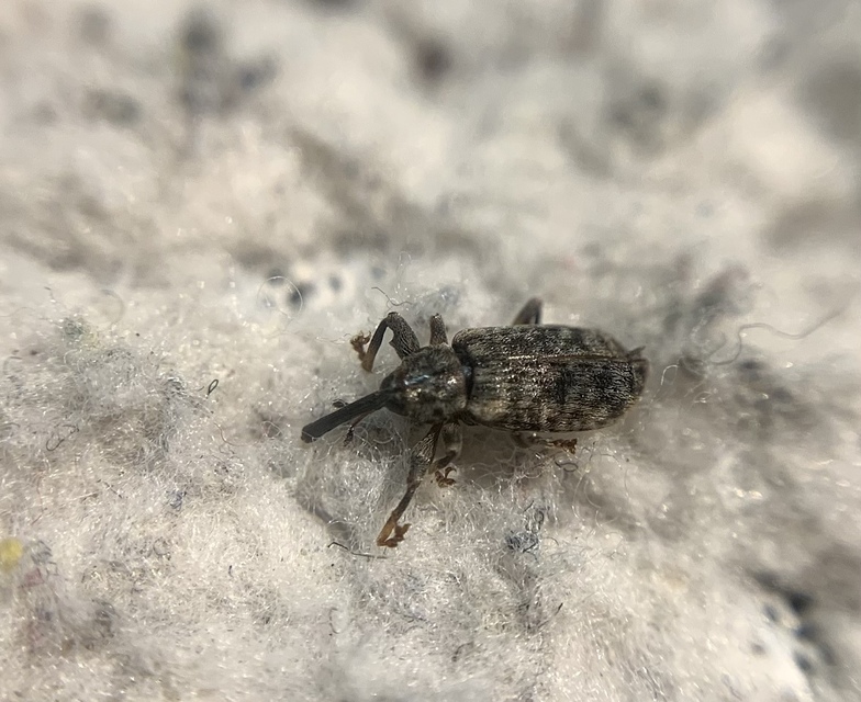 Dorytomus dejeani - közönséges hangormányos