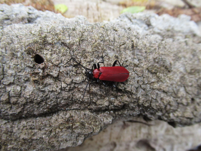 Pyrochroa coccinea - nagy bíborbogár