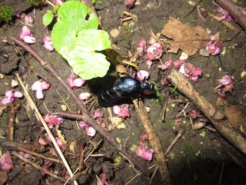Meloe violaceus - kék nünüke
