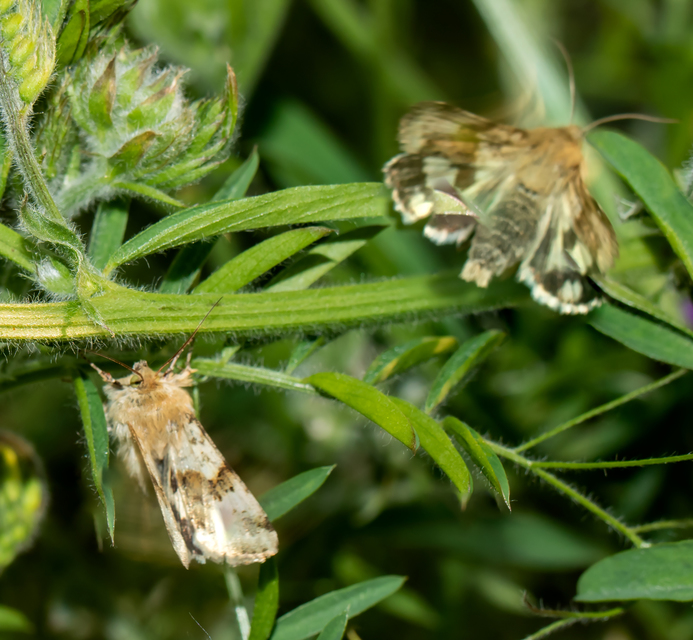 Heliothis viriplaca - mácsonyabagoly