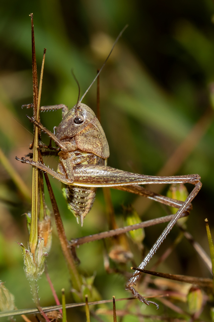 Decticus verrucivorus - szemölcsevő szöcske