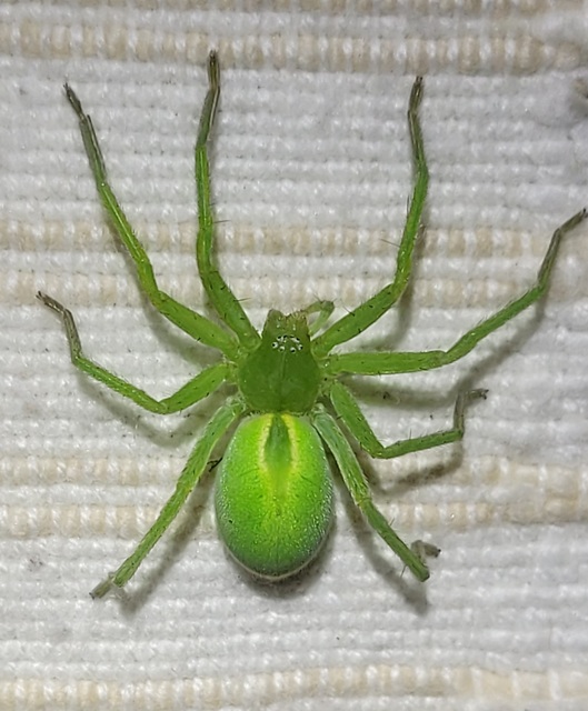 Micrommata virescens - hunyópók