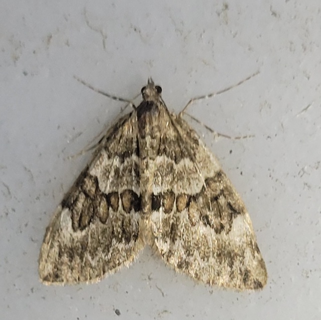 Thera variata/britannica