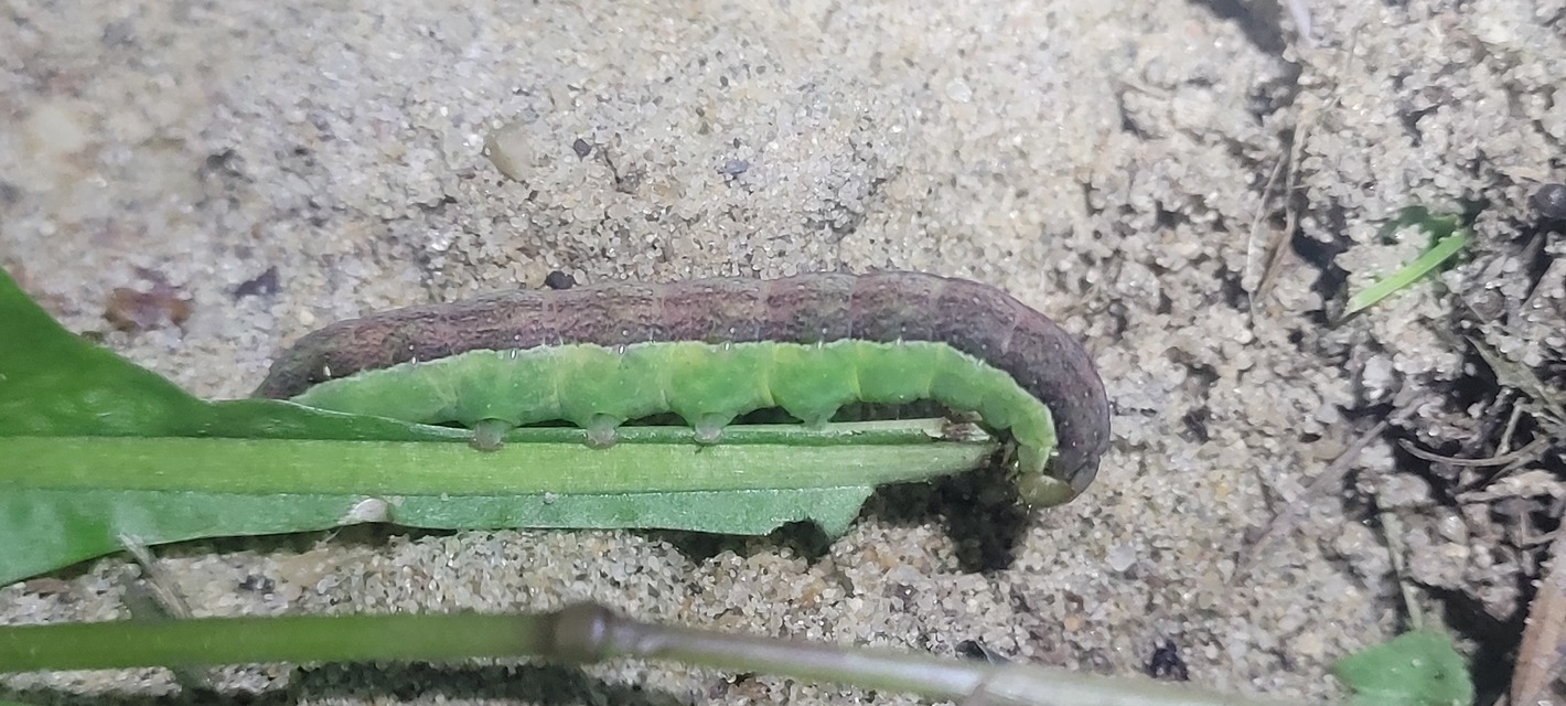Polymixis polymita - kankalin-tarkabagoly