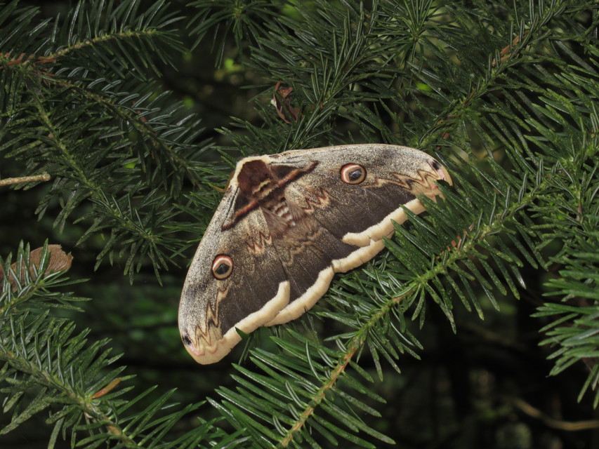 Saturnia pyri - nagy pávaszem
