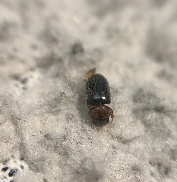 Lasioderma thoracicum