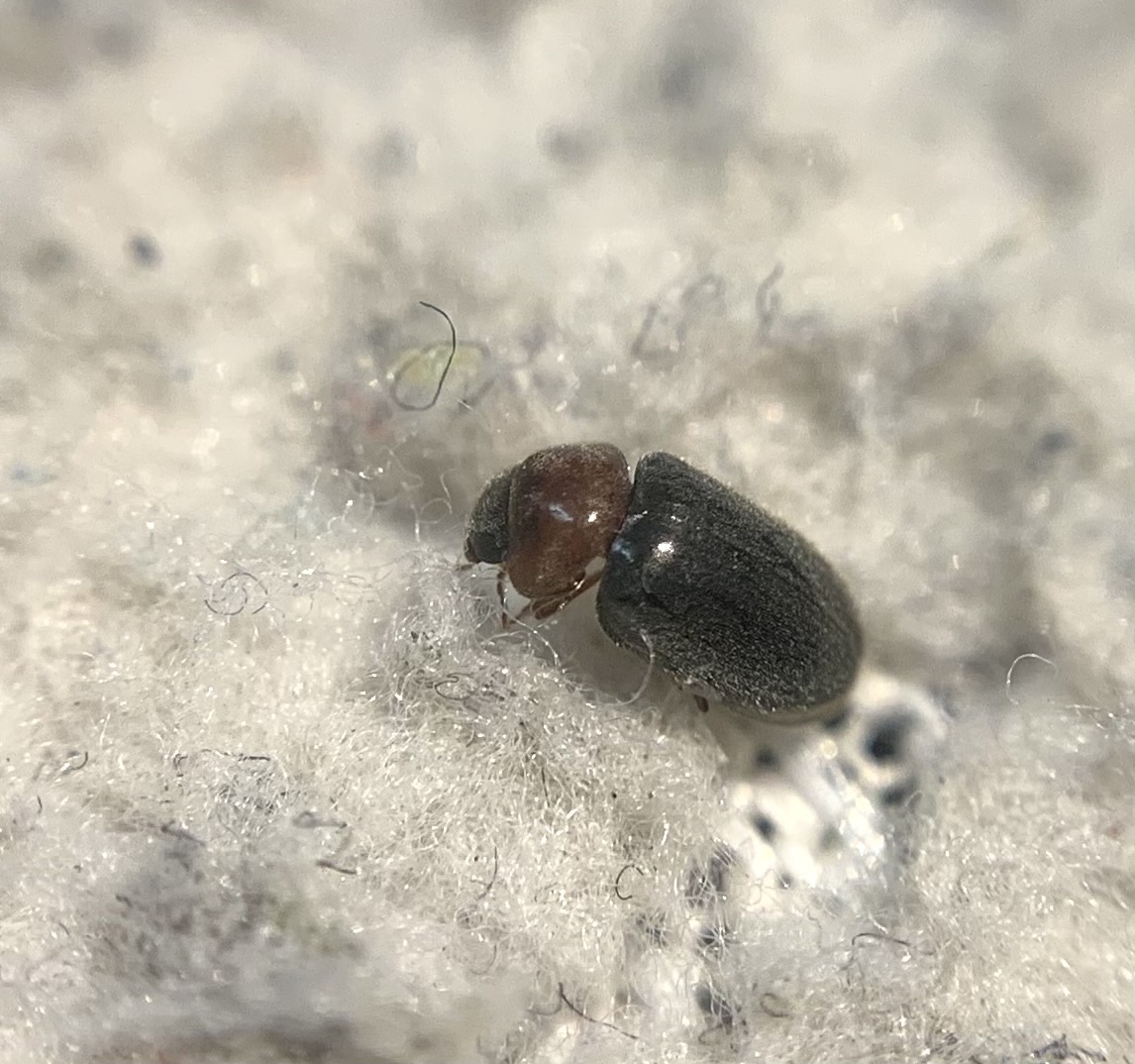 Lasioderma thoracicum
