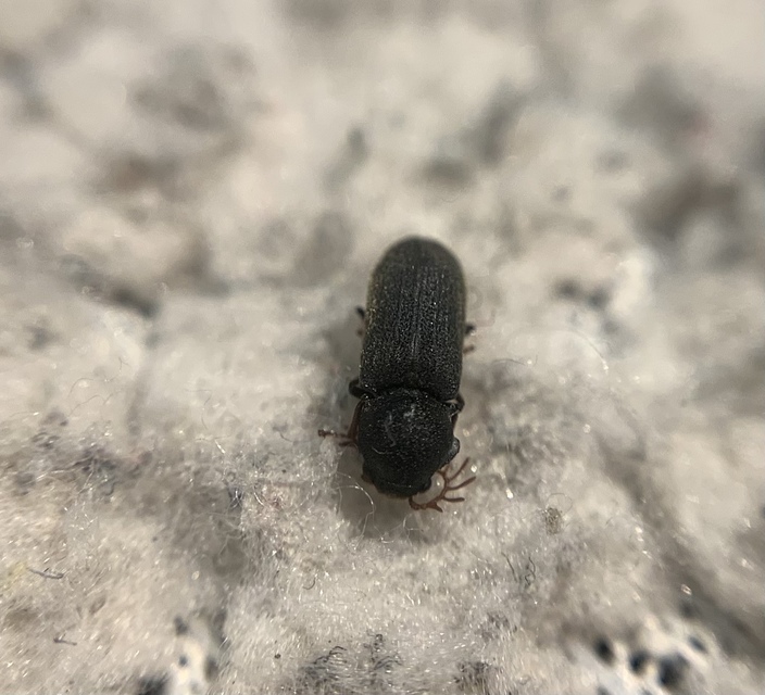 Ptilinus fuscus - bordás álszú