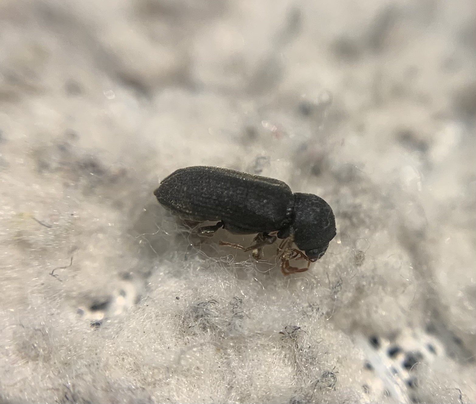 Ptilinus fuscus - bordás álszú