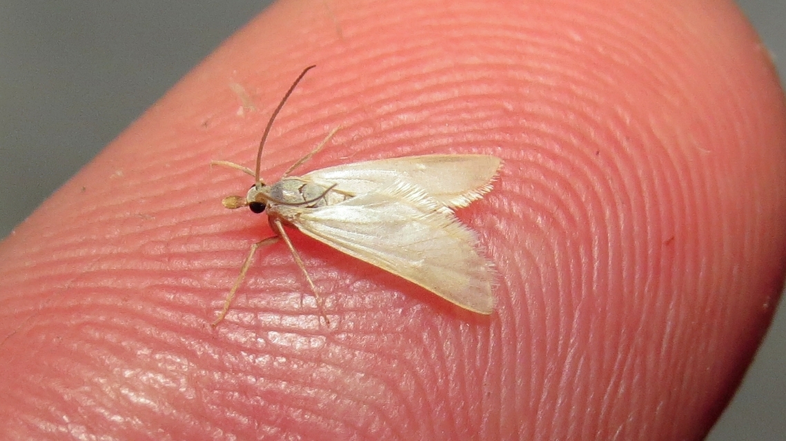 Acentria ephemerella - törpe vízimoly