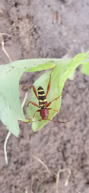 Neoclytus acuminatus - amerikai darázscincér