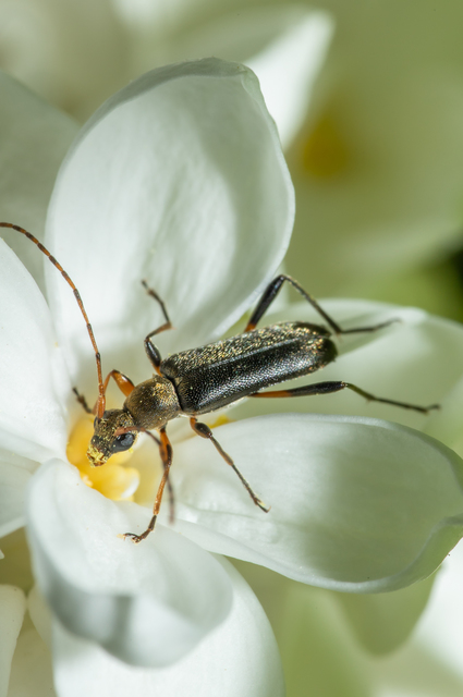Grammoptera ruficornis - gyűrűscsápú galagonyacincér Grammoptera ruficornis - gyűrűscsápú galagonyacincér