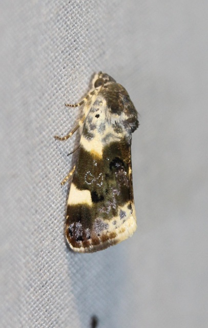 Acontia lucida - fehér nappalibagoly