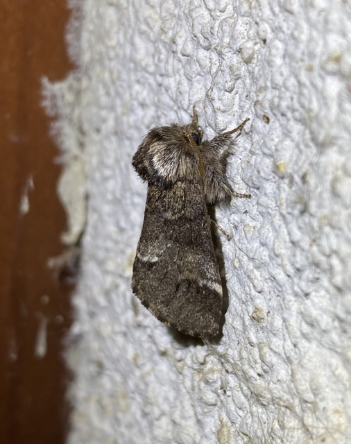 Drymonia dodonea - bélyeges púposszövő