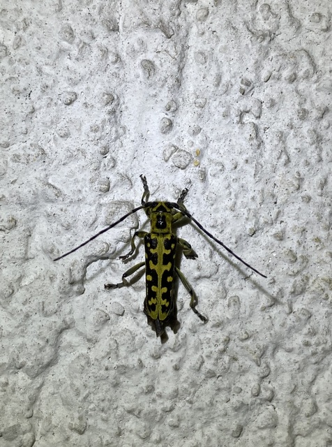 Saperda scalaris - létracincér