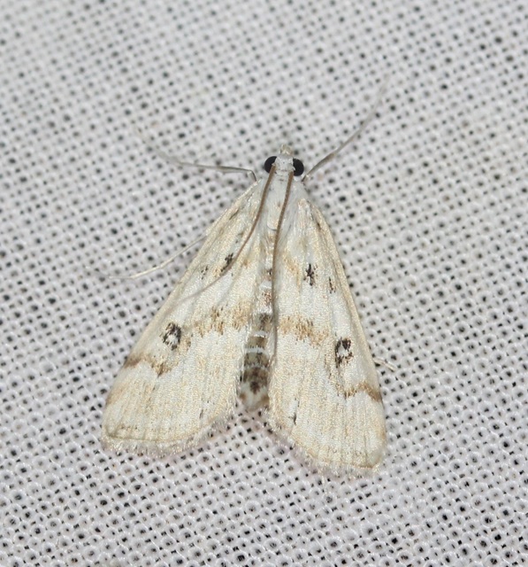 Parapoynx stratiotata - közönséges vízimoly