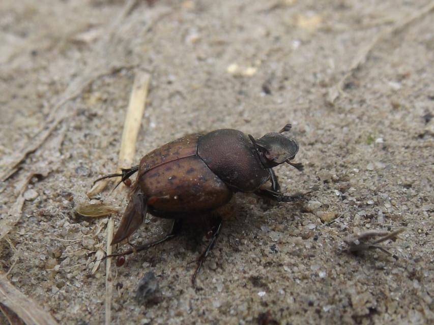 Onthophagus coenobita - rezes trágyatúró